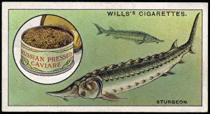 Prints of Sturgeon swim in the ocean, and their eggs are canned for the enjoyment of wealthy humans Sturgeon Prints: Sturgeon and Caviar Print: Ocean-Dwelling Fish with Canned Eggs