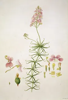 Stylidium scandens, climbing trigger plant Stylidium scandens, climbing trigger plant