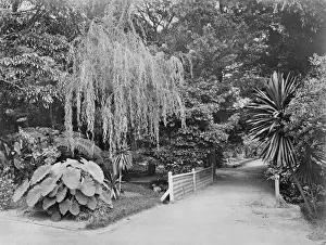 Botanical Garden Photography Prints: Subtropical garden