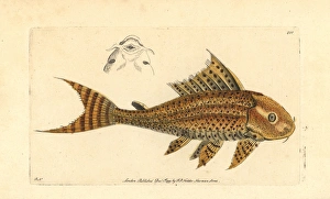 Suckermouth catfish, Hypostomus plecostomus Suckermouth catfish, Hypostomus plecostomus