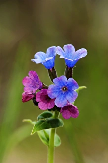 Suffolk lungwort / Unspotted lungwort flowering wild plant Suffolk lungwort / Unspotted lungwort flowering wild plant