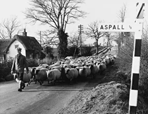 British Agricultural Heritage Prints: Suffolk Shepherd