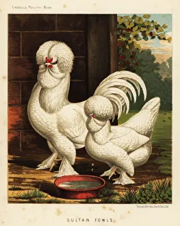 Sultan fowls, Gallus gallus domesticus Sultan fowls, Gallus gallus domesticus
