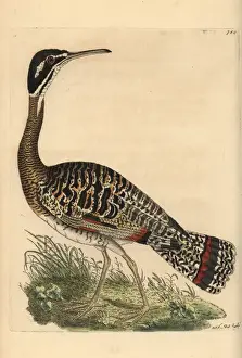 George Shaw Zoology Prints: Sunbittern, Eurypyga helias