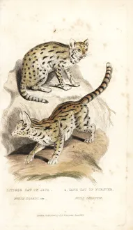 Sunda clouded leopard (vulnerable) and serval Sunda clouded leopard (vulnerable) and serval