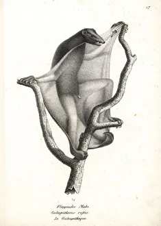 Sunda flying lemur, Galeopterus variegatus Sunda flying lemur, Galeopterus variegatus