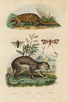 Sunda pangolin, leopard, horse fly and scorpion fly Sunda pangolin, leopard, horse fly and scorpion fly
