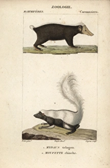 Sunda stink badger (Mydaus javanensis Sunda stink badger (Mydaus javanensis