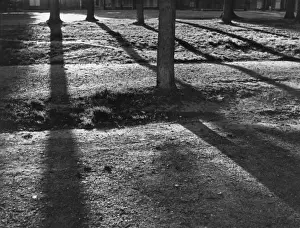 Natural Phenomena Photography Prints: Sunshine and Shadow