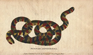 Surinam amphisboena or tropical worm lizard Surinam amphisboena or tropical worm lizard