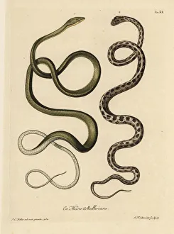 Two Suriname snakes: Green snake and checkered Two Suriname snakes: Green snake and checkered