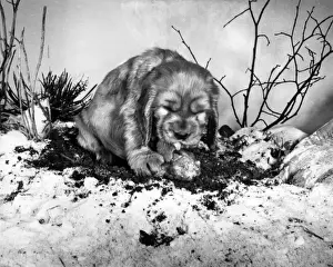 Vintage Pet Photos Prints: Susi - with a bone in the snow