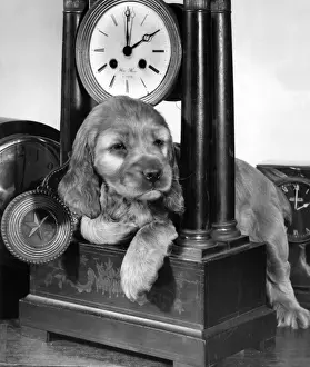 Cute Dog Pictures Prints: Susi - with carriage clock