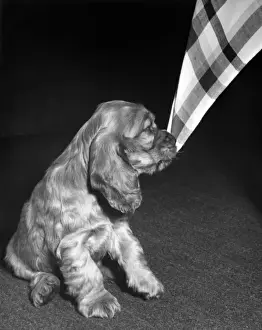 Vintage Puppy Photos Prints: Susi - with corner of tablecloth