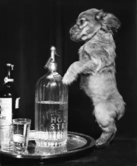 1950s Print: Susi - with drinks tray