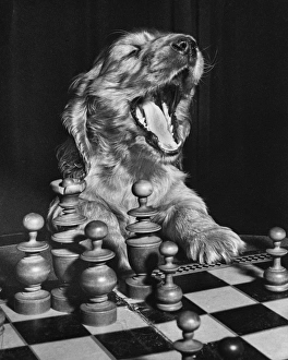 Susi - getting tired of playing chess Susi - getting tired of playing chess