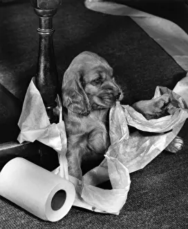 Susi with Kitchen Roll Print, 1950s