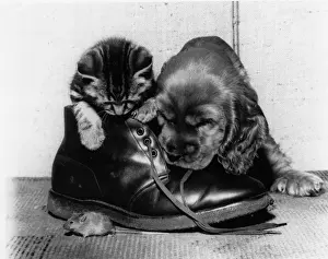 Funny Pet Pictures Prints: Susi - with kitten, boot and mouse