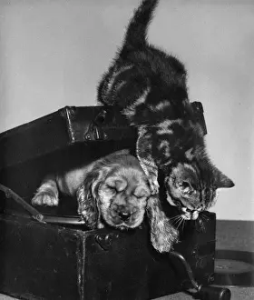 Vintage Pet Photos Prints: Susi - with kitten inside record player