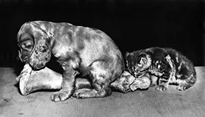 Vintage Kitten Pictures Prints: Susi - with kitten and large bone