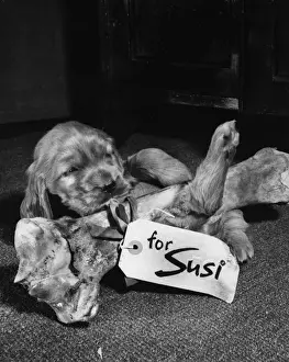 Vintage Pet Photos Prints: Susi - with large bone