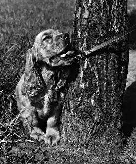Vintage Pet Photos Prints: Susi - on lead, by tree trunk