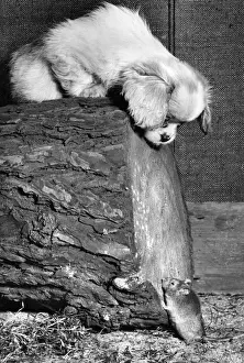 Humorous Animal Moments Prints: Susi - looking down at a mouse