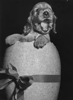 Susi Popping Out of an Easter Egg Print, 1950s