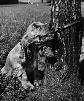 Vintage Pet Photos Prints: Susi - pulling on lead, by tree trunk