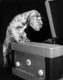 Funny Dog Photos Prints: Susi - with record player