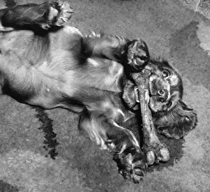 Susi Rolling with a Large Bone Print, 1950s