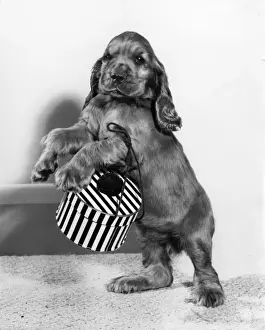 Cute Dog Pictures Prints: Susi - with a small hatbox