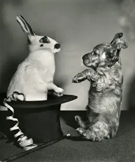 Vintage Pet Photos Prints: Susi - surprised by rabbit