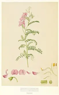 Swainsona sp. - 1796 Botanical Print
