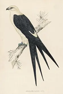 Prints of AMERICAN SWALLOW-TAILED KITE (Elaboides furcatus) Accipitriformes Prints: American Swallow-Tailed Kite Print