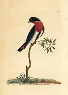 Swallow warbler, Dicaeum hirundinaceum Swallow warbler, Dicaeum hirundinaceum