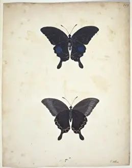 Lepidoptera Illustrations Prints: Swallowtail butterfly