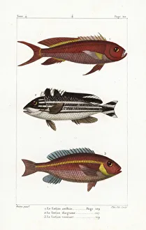 Swallowtail seaperch, striped sweetlips Swallowtail seaperch, striped sweetlips
