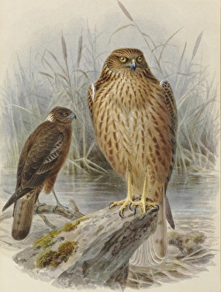 Swamp Harrier Kahu (young and adult) Swamp Harrier Kahu (young and adult)