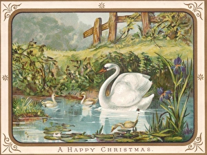 Swan and cygnets on a Christmas card Swan and cygnets on a Christmas card
