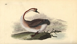 Swan goose, Anser cygnoides, vulnerable Swan goose, Anser cygnoides, vulnerable