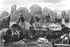 Swan Upping Prints: Swan Upping - 3
