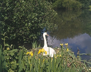 Swan and yellow iris, The Mill Pond, Hayle, Cornwall Swan and yellow iris, The Mill Pond, Hayle, Cornwall