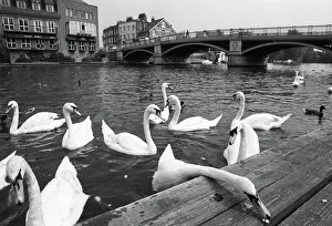 Swans, Windsor Bridge, Henley Swans, Windsor Bridge, Henley