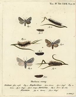 Sweet gale moth, scarce dagger and knot grass moth Sweet gale moth, scarce dagger and knot grass moth