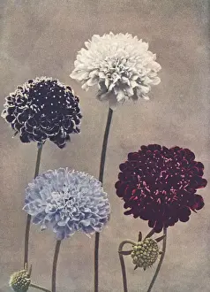 Purple Wildflowers Prints: Sweet scabious