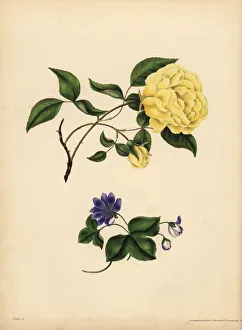 The sweet-scented China Rose, Infidelity; The sweet-scented China Rose, Infidelity;