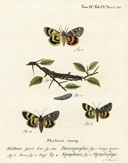 Sweetfern underwing and oak yellow underwing Sweetfern underwing and oak yellow underwing