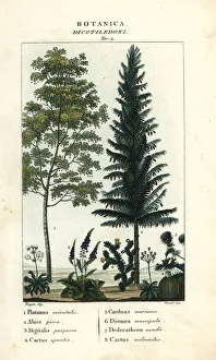Sycamore, silver fir, foxglove, prickly pear, etc Sycamore, silver fir, foxglove, prickly pear, etc