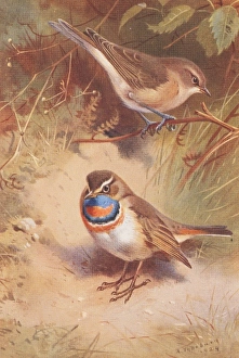 Sylvia borin, garden warbler, Luscinia svecica, bluethroat Sylvia borin, garden warbler, Luscinia svecica, bluethroat